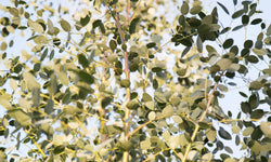 Eukalyptus-Gunnii-Strauch