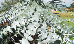 Eukalyptus-Gunnii-Strauch