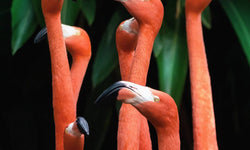 Wanddekoration Bright Flamingo