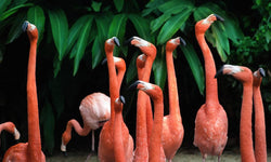 Wanddekoration Bright Flamingo