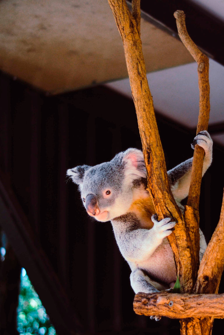 Wanddekoration Koala