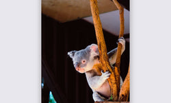 Wanddekoration Koala