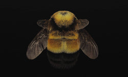 Wanddekoration Wonderful Life Bee